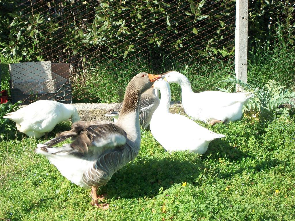 Agriturismo Primerio Hermada 외부 사진